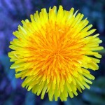 dandelion-in-bloom