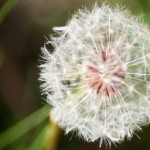 Dandelion Seeds