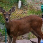 Deer in the Garden