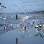 Flock of Seagulls