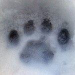 paw-print