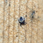Scared Spider