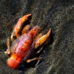 something-shrimpy