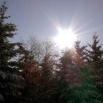 Winter Sunshine
