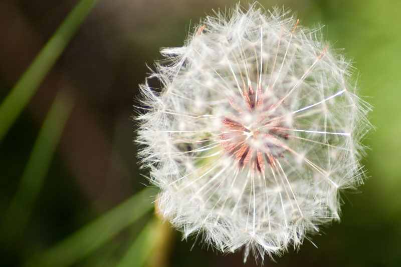 Dandelion Seeds