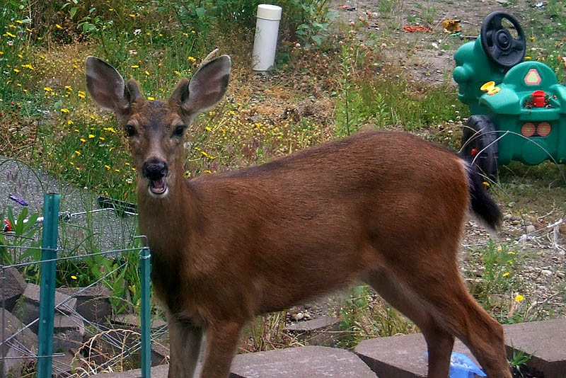 Deer Caught in the Garden