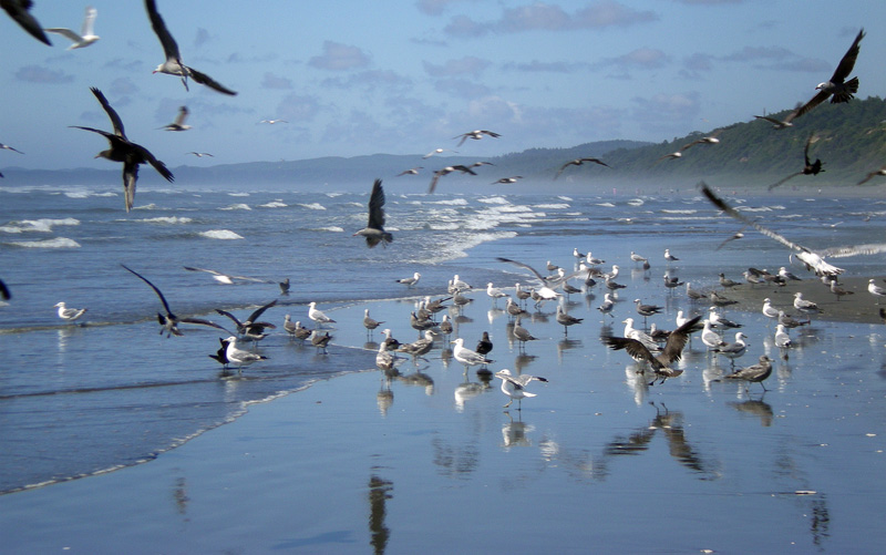 Flock of Seagulls