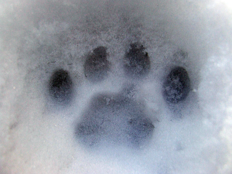 Paw Print
