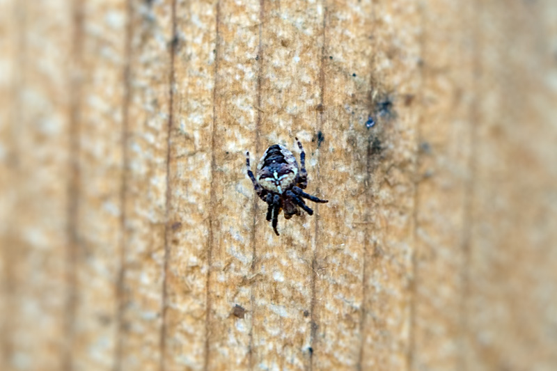 Scared Spider