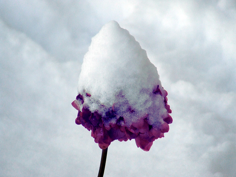 Snowy Flower