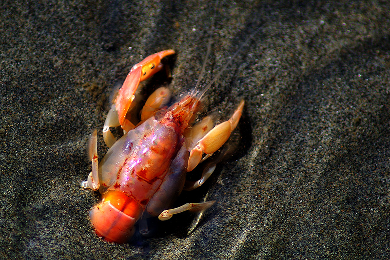 Something Shrimpy