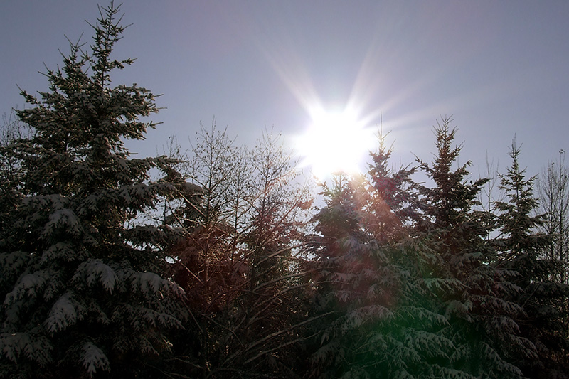 Winter Sunshine