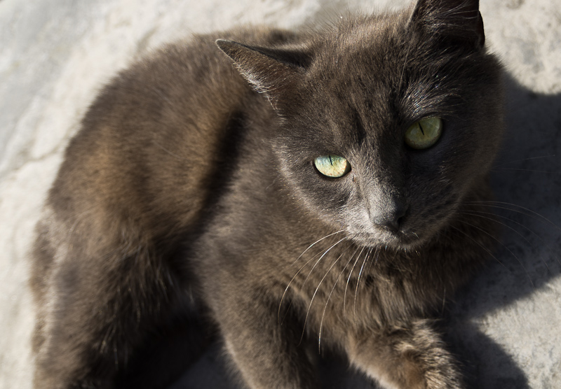 Cat in Repose
