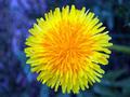 Dandelion in Bloom