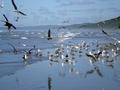Flock of Seagulls