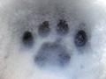 Paw Print