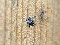 Scared Spider