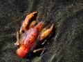 Something Shrimpy