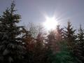 Winter Sunshine